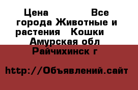 Zolton › Цена ­ 30 000 - Все города Животные и растения » Кошки   . Амурская обл.,Райчихинск г.